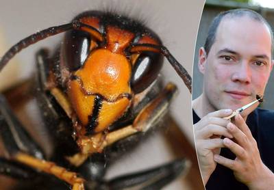 Opmars Aziatische hoornaar is niet meer te stuiten: “Kwestie van tijd voor ook hier doden vallen”