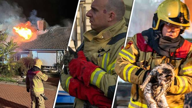 Brandweer rukt honderden keren per jaar uit voor dieren in nood, we hebben de gekste op een rijtje gezet