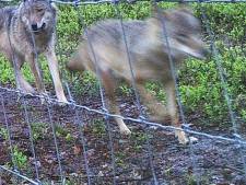 Dna bewijst dat wolf eind februari vijf schapen doodde in Emst; totaal aantal dode schapen in 2020 staat al op 75