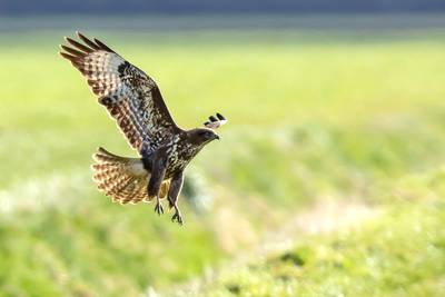 Boze buizerd bij Sprundel: ‘Kom je ’m tegen, ren dan weg of maak je klein’