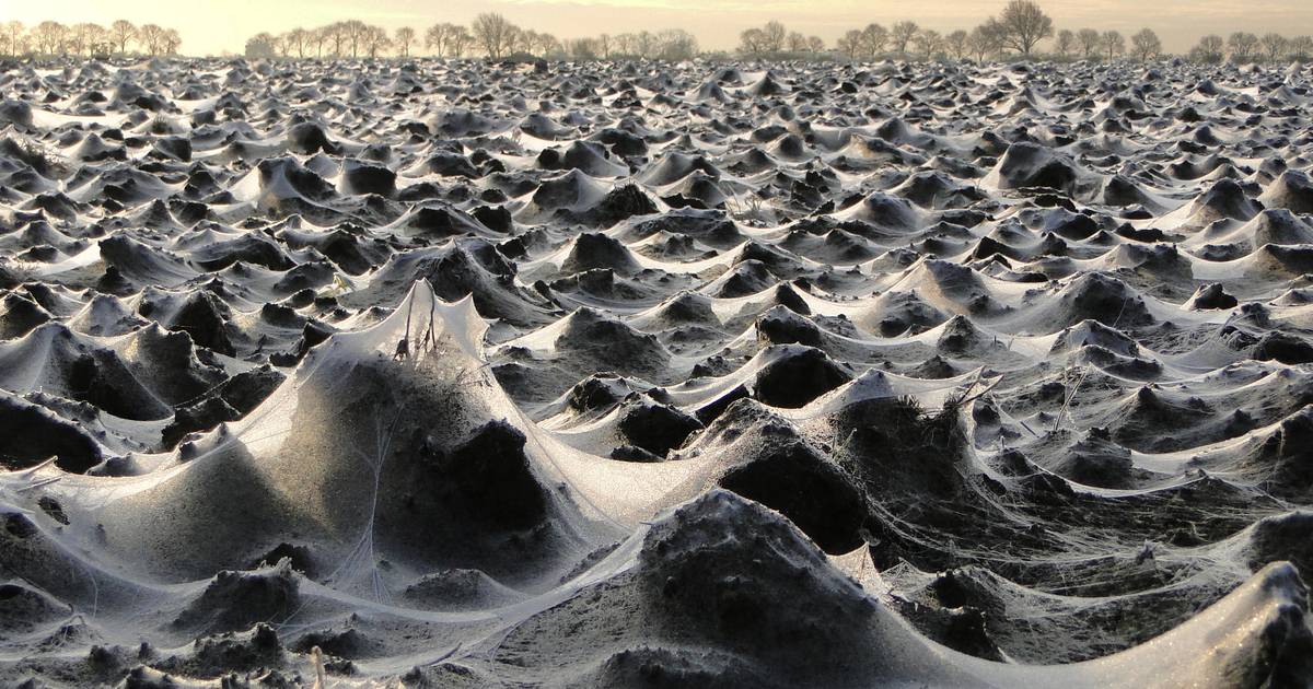 Dit weekend gaan we spinnen tellen. Behalve dan Alysha uit Hulst: 'Ik durf zelfs geen Spiderman te k