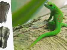 Découverte de la plus ancienne espèce de geckos qui vivait... en Belgique