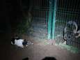 Verwaarloosd hondje vastgebonden aan hek <br>van asiel: doodsbang van waakhond, <br>uitgeput en onderkoeld
