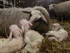 Lianne uit Ede werd bestolen van fiets terwijl ze schaap hielp lammeren: ‘Het was al een zware bevalling’