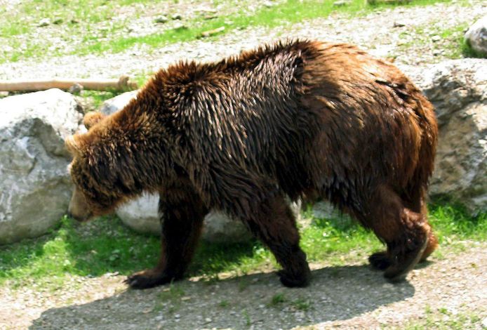 File immagine di un orso bruno nelle Alpi.