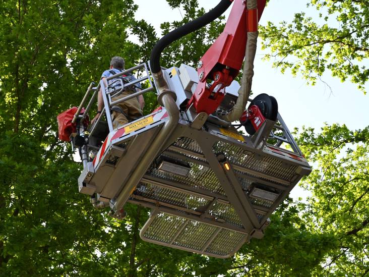 Brandweer redt kat uit de boom die er al twee nachten zat