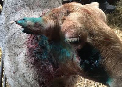 Loslopende hond valt schaap aan; stuk oor eraf gebeten en flinke wond in wang