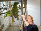 Cristel is deskundig met papegaaien: 'Je moet ze opvoeden'