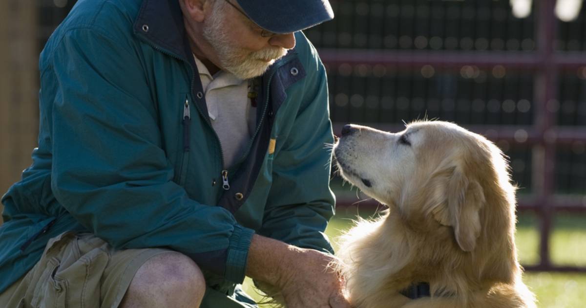 Немецкая овчарка стойка. Поденко канарио. Dog lying in living room. Помни собака. Собака которая помнит.