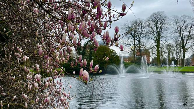 Gezocht: de grootste magnolia boom van Breda