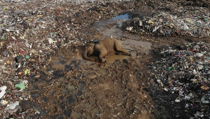 Het lichaam van een wilde olifant in een stortplaats in Sri Lanka. Dierenartsen waarschuwen dat zulke stortplaatsen olifanten doden. Uit onderzoek blijkt namelijk dat ze grote hoeveelheden plastic eten dat gevonden wordt tussen afval.