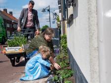 Ruim 4000 euro subsidie voor geveltuintjes in Hoogerheide: ‘Hopelijk komen er nog meer’