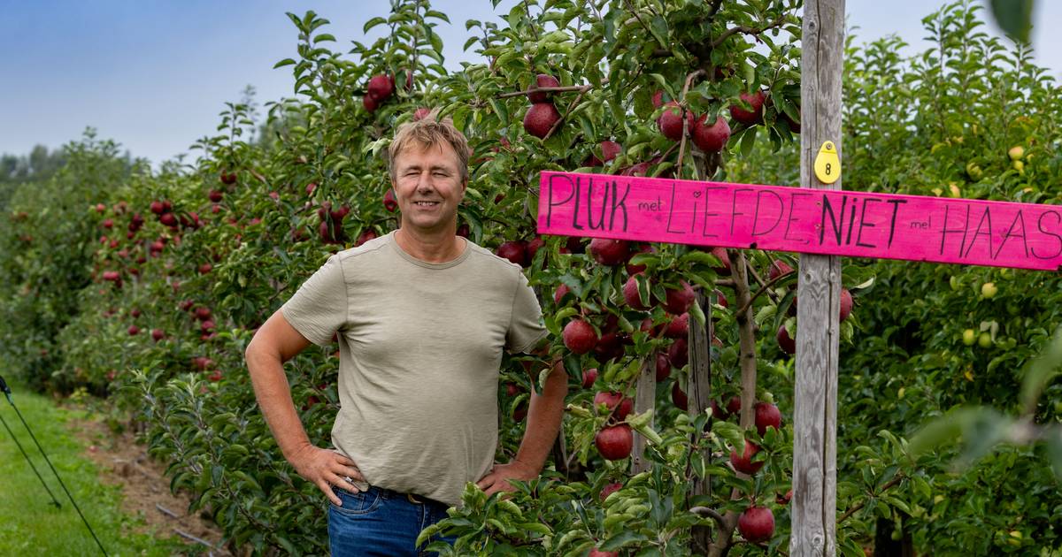 Grillig voorjaar funest voor fruitoogst, maar in de zelfpluktuin in Kraggenburg zijn er appels genoe