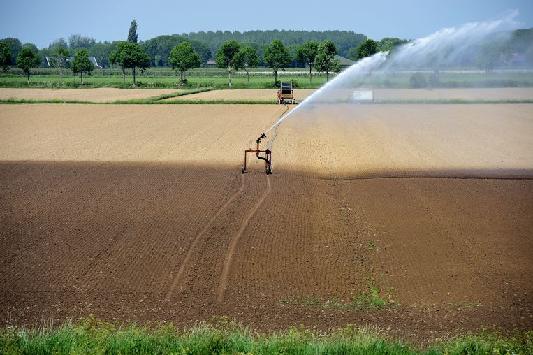 Vanwege de droogte wordt er druk beregend door de boeren.  Beeld Marcel van den Bergh / de Volkskrant
