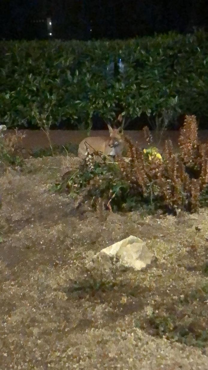 Op het Dakpark in Rotterdam is een vos gesignaleerd.