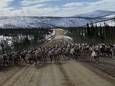 Grote kudde migrerende kariboes stormt op auto af in Alaska
