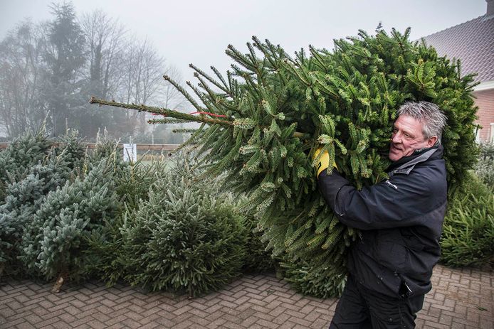 beneden Vrijlating Drastisch Kerstbomen verkoop al vroeg begonnen in Tilburg | Tilburg | bd.nl