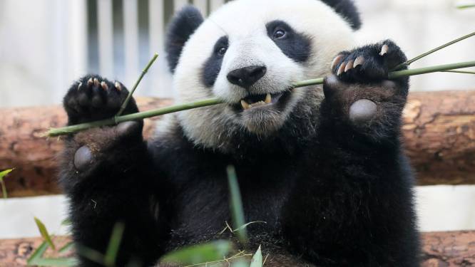Fossiele vondst helpt verklaren waarom panda's planteneters werden