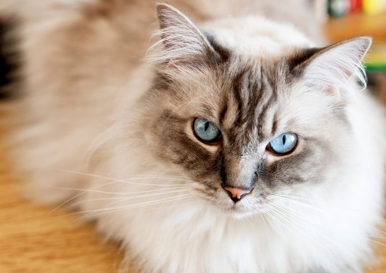 Kreek Meer dan wat dan ook Arashigaoka Dit zijn de 11 meest aanhankelijke kattenrassen | Libelle