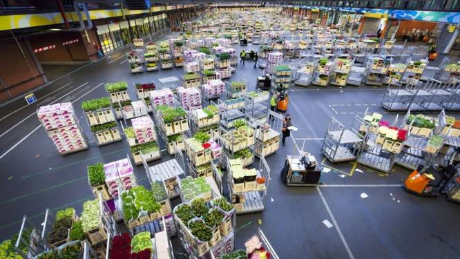 Klap sierteeltsector minder groot dan verwacht: verlies FloraHolland ‘slechts’ 4 miljoen euro 