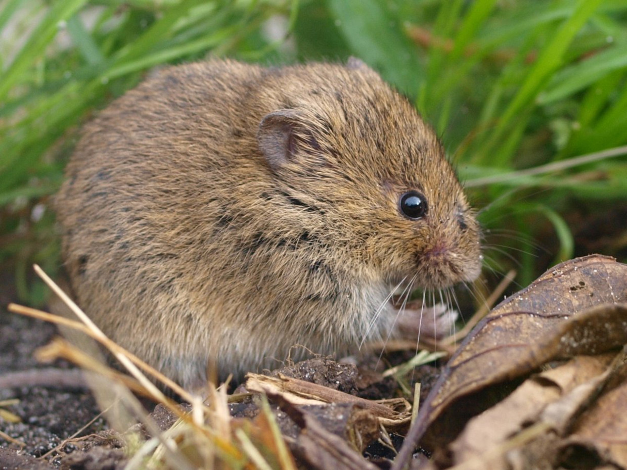 Файл:C.cricetus Lublin1.jpg - Вікіпедія