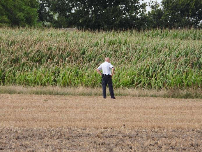 Deux suspects se sont enfuis dans le champ de maïs à côté de l'autoroute.