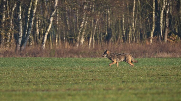 Archiefbeeld van de wolf in Limburg. Beeld Yente De Maesschalck