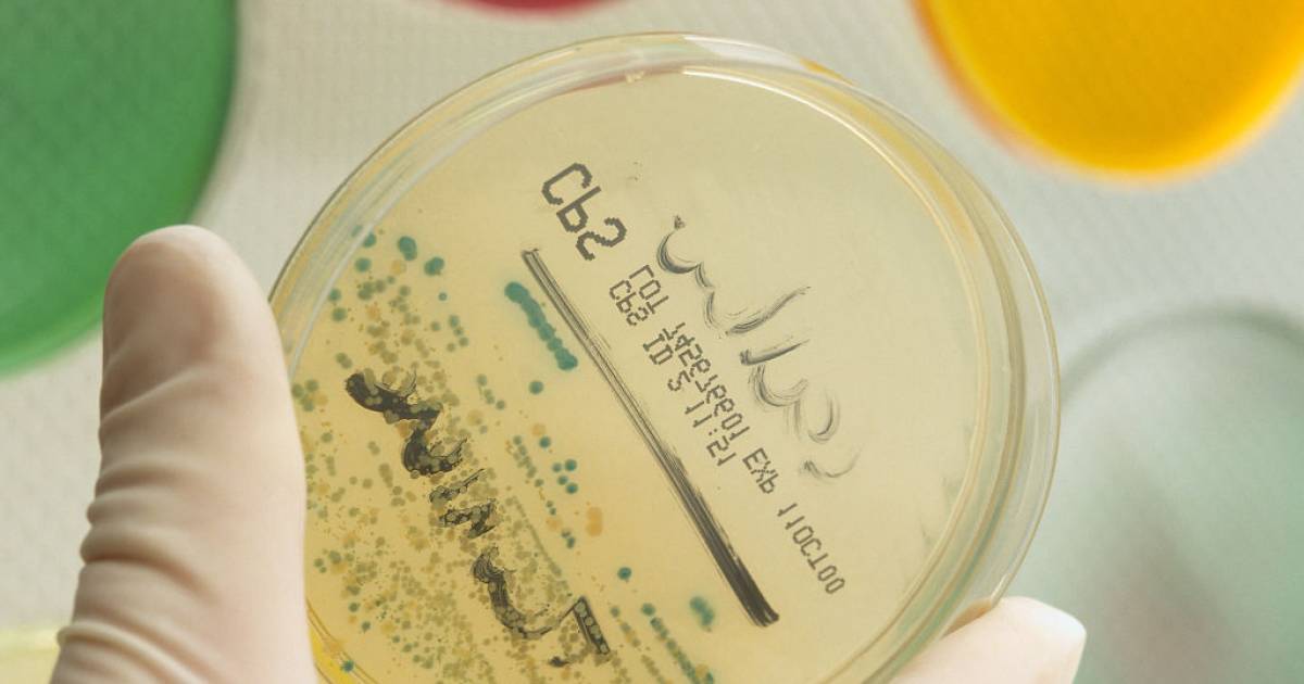 Высококонтагиозные кишечные бактерии распространились по Европе: новый вариант антибиотиков не работает |  медицинский