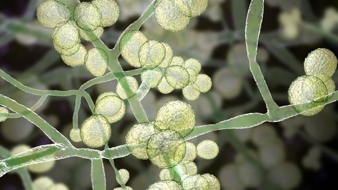 Illustration du champignon candida auris.