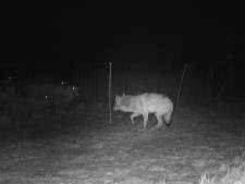 Brabant toont belangstelling voor elektrisch raster tegen wolfaanvallen