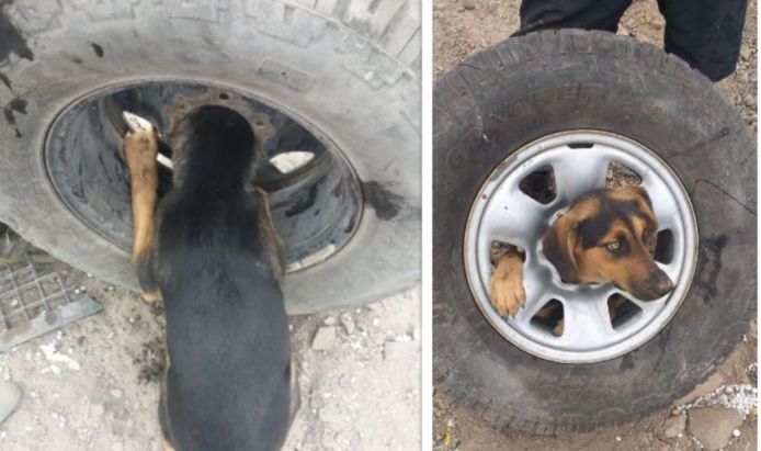 Het arme dier kwam vast te zitten in een gedumpt autowiel op een vuilnisbelt.