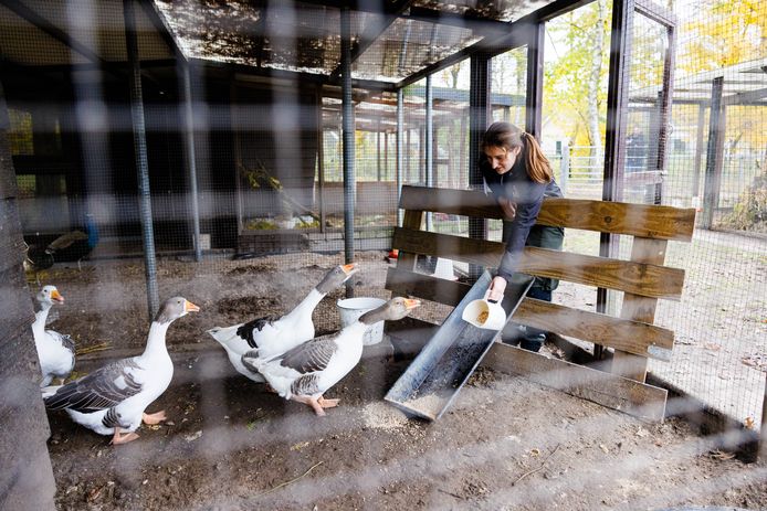 Bij MEK Oosterhout zijn de dieren afgeschermd. Ze krijgen wel extra aandacht, vertelt dierenverzorger Romy van Beekveld. ,,De eenden en ganzen krijgen af en toe gras, dat helemaal wordt schoongemaakt en gespoeld, om het nu veilig te geven.”