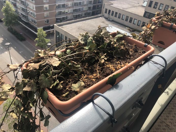 De planten gingen dood of verdorden.