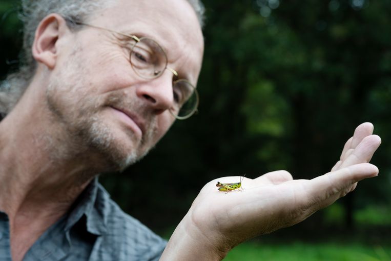 Baudewijn Odé is plantenonderzoeker maar raakte steeds meer in de ban van de sprinkhaan. Hier heeft hij een exemplaar gevonden in het Westerveldse Bos aan de rand van Zwolle. Beeld Bram Petraeus