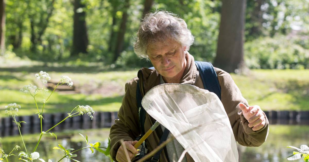 Zeldzame knautiabij in Wemeldinge bij toeval ontdekt; ‘Het is een unieke vondst’