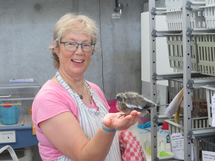 Archiefbeeld van een van de vrijwilligers die aan het werk is in het vogelopvangcentrum