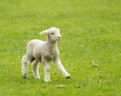 Lammetje doodgeschoten in Zeeland