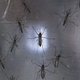 Eerste geval van zika-virus geregistreerd in Costa Rica
