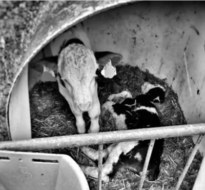 Meerdere verzwakte kalfjes in stal in Leende: drie konden niet meer staan, twee overleden