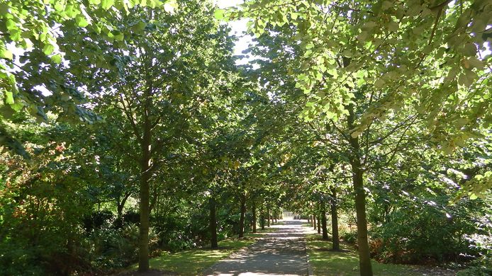 Lindenlaan in het Arboretum Oudenbosch: een pad met herinneringen