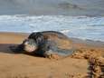 Uitzonderlijk: lederschildpad van één meter gespot voor de kust van Oostduinkerke