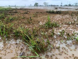 Miljoenen spinnen kruipen op zo goed als alles in Australië om te ontkomen aan overstromingen