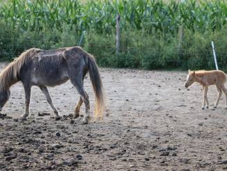 Schrijnende beelden van verwaarloosde pony's in Herdersem
