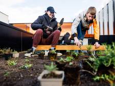 Smoothies en calendulazalf uit eigen tuin: Campus 013 is een dakterras rijker, met hulp van de leerlingen