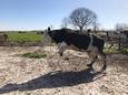 Koeiendans in Harmelen: op deze dag mogen de koeien naar buiten