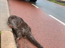 Otter doodgereden op drukke weg: ‘Heel erg pech dat het juist hier gebeurde’ 