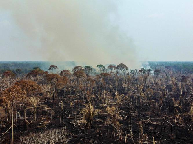 Ontbossing in Braziliaans Amazonegebied gehalveerd in 2023