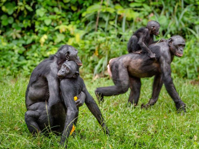 Jonge bonobo ontsnapt uit verblijf in Nederlandse zoo, verzorgers proberen dier te verdoven