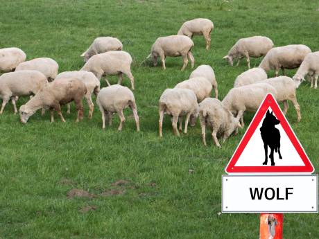 Wéér slaat de wolf toe in de kudde van Jos Verhulst