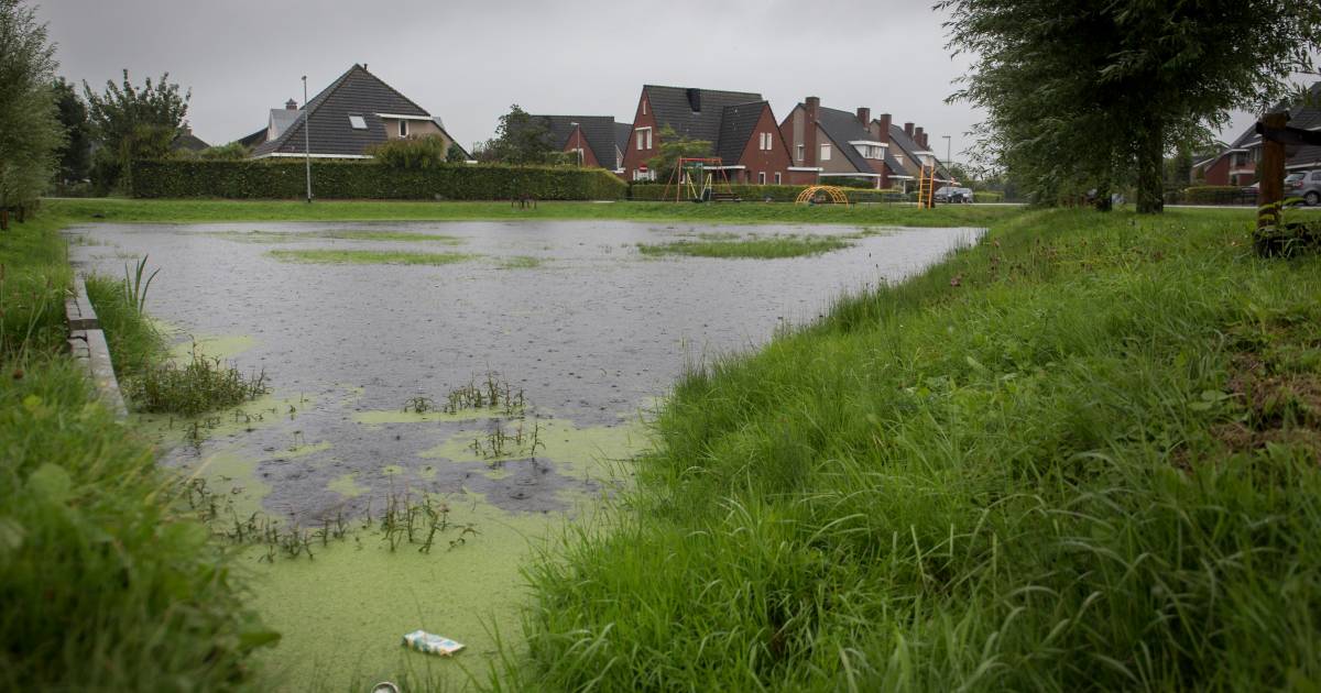 Buren wil meer koele wegen en wadi's: 'We moeten leren leven met extreem weer' - De Gelderlander